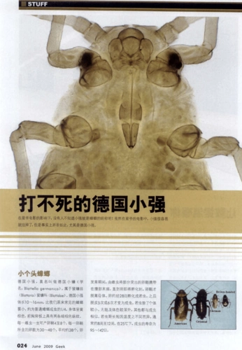 打不死的德国小强