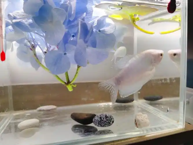 95五个小朋友～蓝曼龙 斗鱼 还有三条小仙仙在路上0469♀15