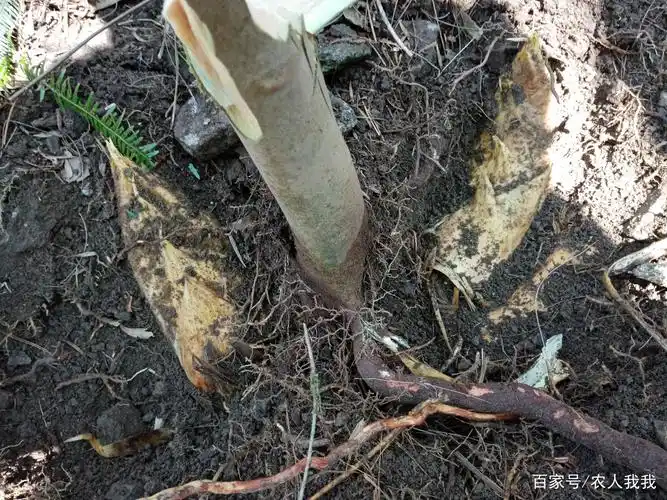 这也会涉及到,在竹鞭走向上判断哪个位置上的土域适合长笋,在这个地方