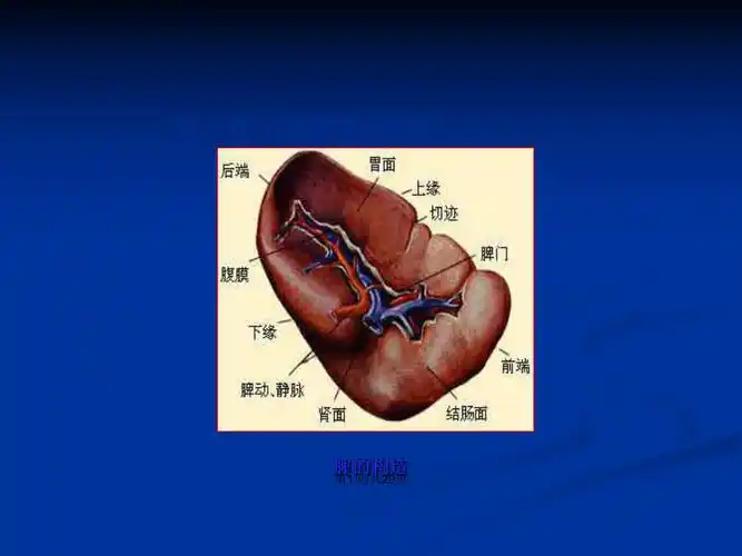 脾破裂的超声诊断ppt学习教案_第2页