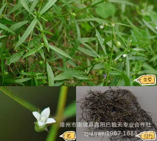 白花蛇舌草的功效与作用