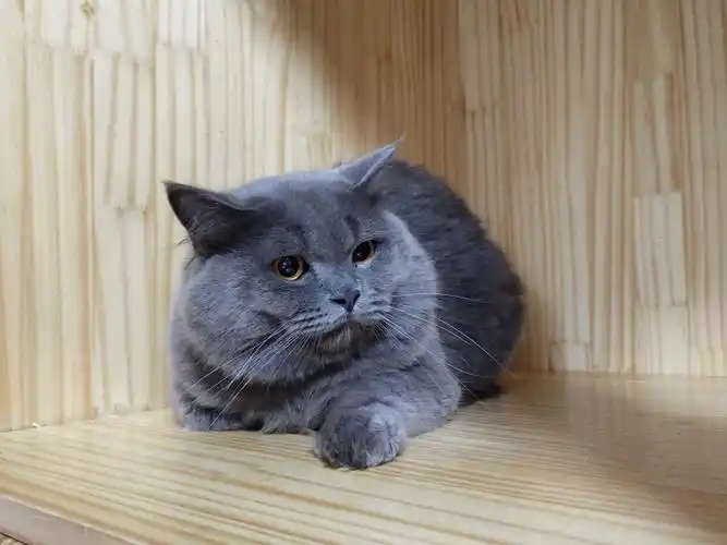 英短蓝猫无偿领养