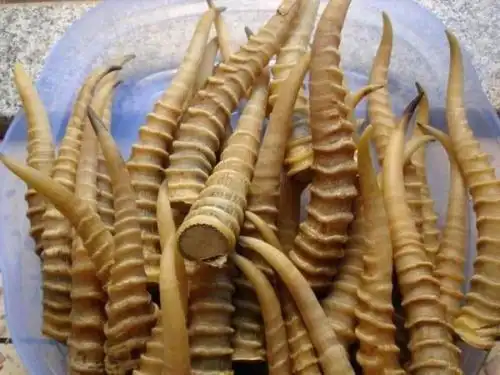 羚羊角如何辨别 教你几招效果好