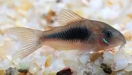 咖啡鼠鱼图片观赏鱼图片