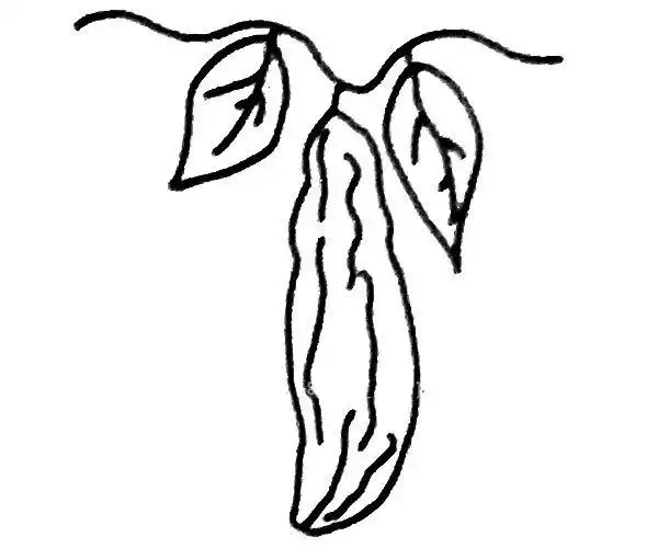 苦瓜简笔画步骤4苦瓜简笔画步骤3苦瓜简笔画步骤2