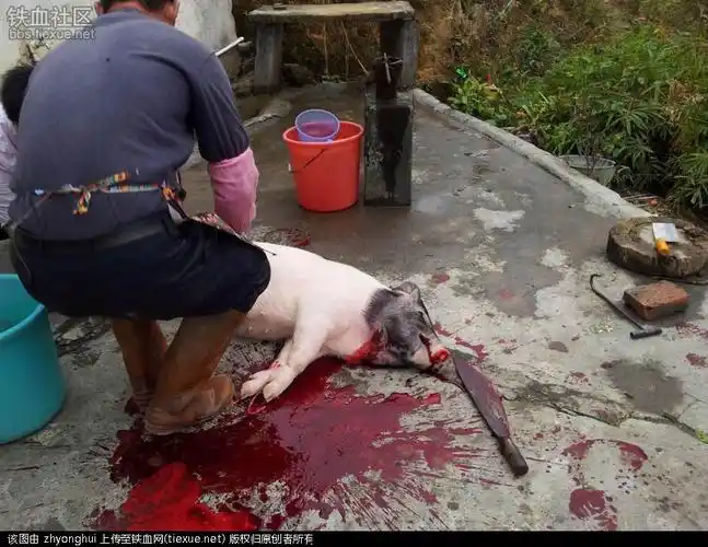 [原创]春节杀猪(农村生活)···好怀念