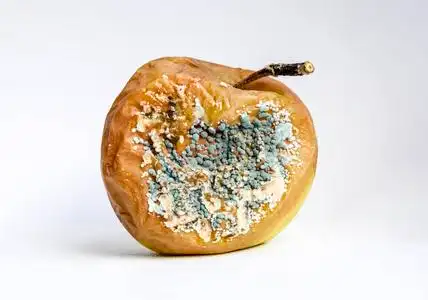 一个腐烂的苹果, 上面盖着霉菌.照片