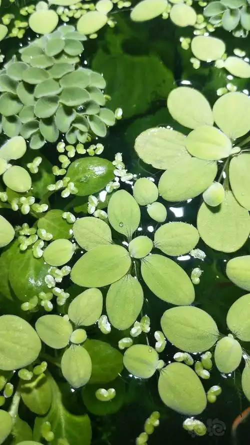 又来送一些浮萍