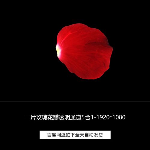 单片玫瑰花瓣带透明通道特效合成5合1视频素材合集包