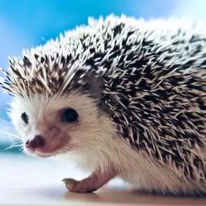 受过伤的刺猬头像