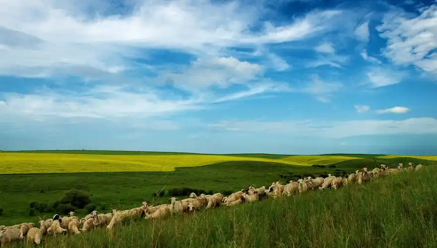 【草原风光摄影图片】内蒙古呼伦贝尔大草原风光摄影_老豆角_太平洋