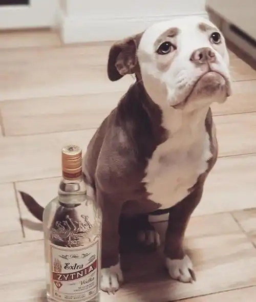 英国有条狗狗天生一张苦瓜脸,主人将照片放到网上,火了