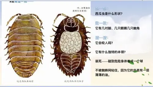 有趣的西瓜虫——运城市幼儿园小二班自然课程