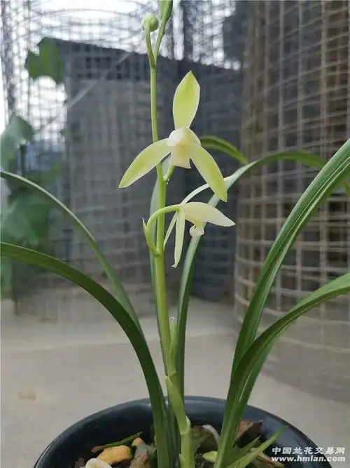 卧龙素-建兰篇-兰花交易网论坛
