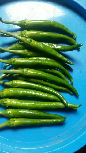 杭椒10~15cm 靑色 微辣