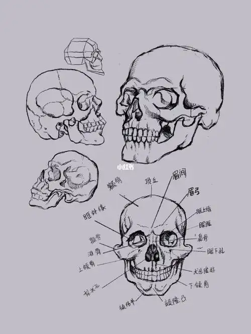 接下来是漫长的人体骨骼练习之路