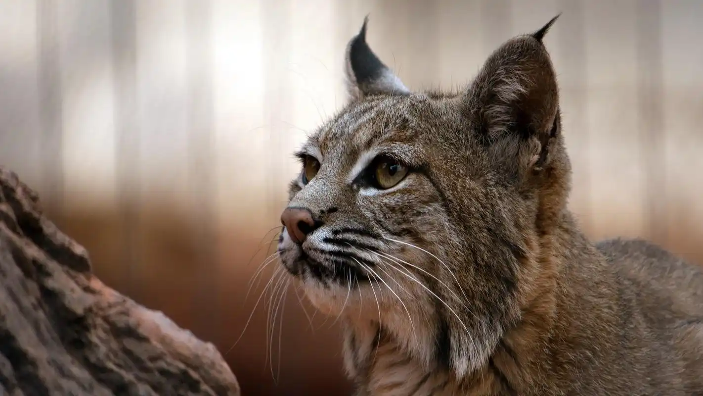 矫健的猞猁图片高清宽屏桌面壁纸