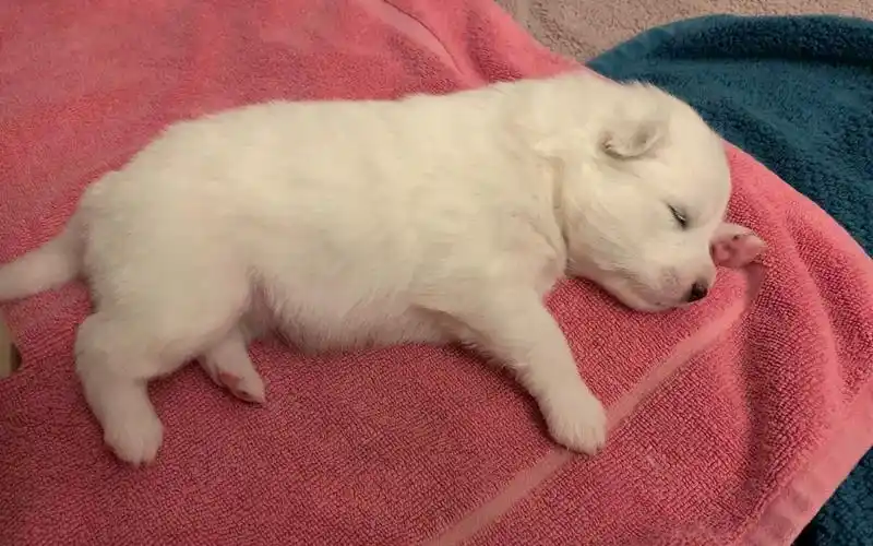 七只刚出生的萨摩耶小狗长什么样!