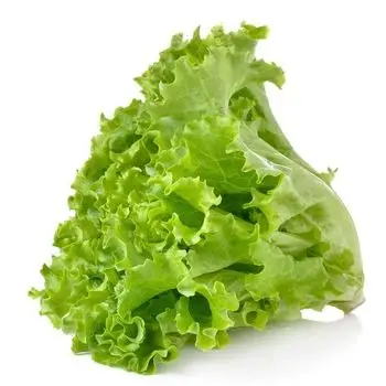 leaf lettuce picture