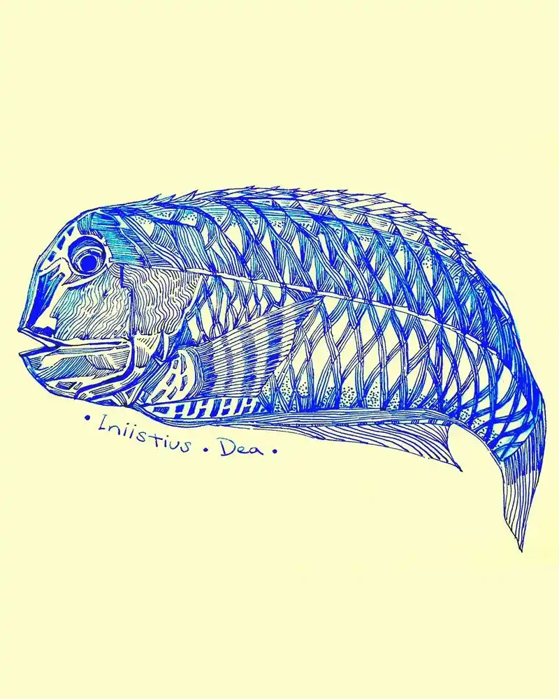 洛神颈鳍鱼丨仙气飘飘的95.98这种鱼属于隆头鱼科.大圆头, - 抖音