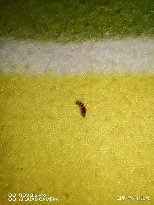 这个是蠼螋幼虫吗