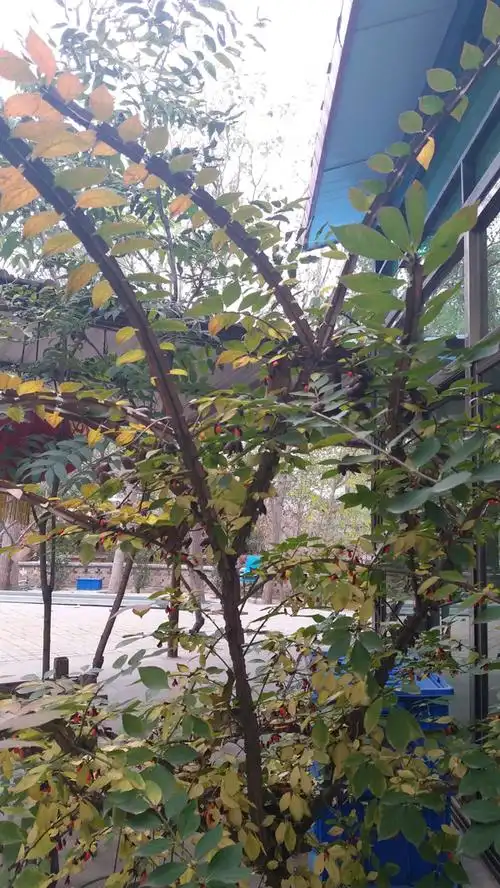 斩鬼剑树是什么样斩鬼剑树盆景