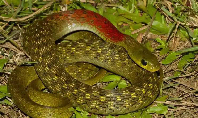 原来,山间小路上遍地是"红花野鸡项蛇"的尸体,村民们逐一清点,发现"