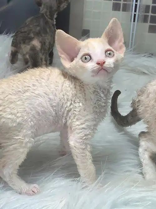 德文卷毛猫乳白开脸弟弟,明码标价:6500