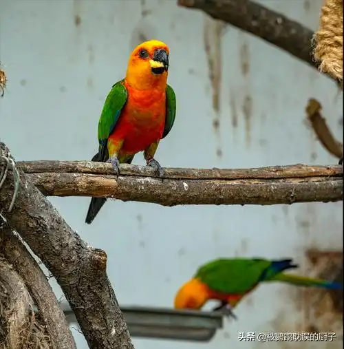 金太阳鹦鹉是小太阳鹦鹉的一种?其实他们是亲戚,千万别搞错了