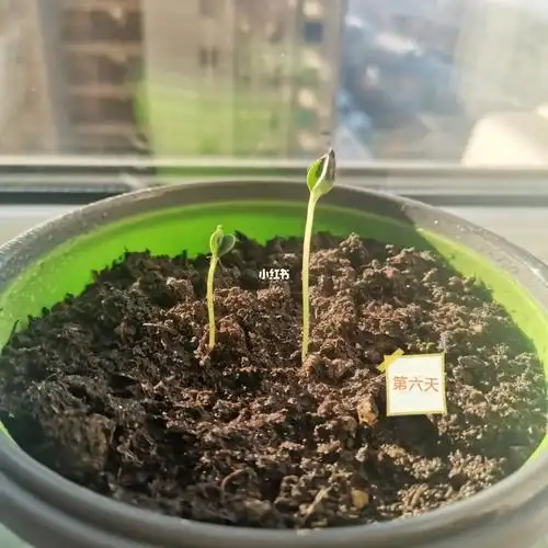 百日草生长日记