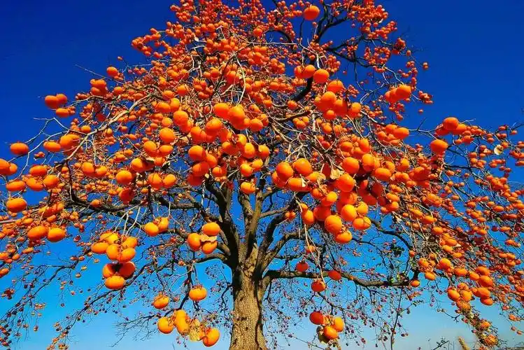 来自:>zzm1008图书馆>《秋实(寓意收获)>成熟的柿子,挂在树梢上的样子