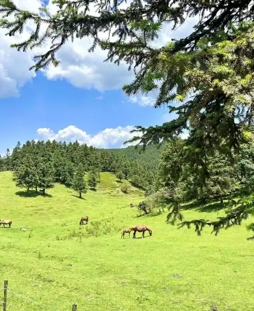 重庆20元避暑秘境:武隆仙女山攻略