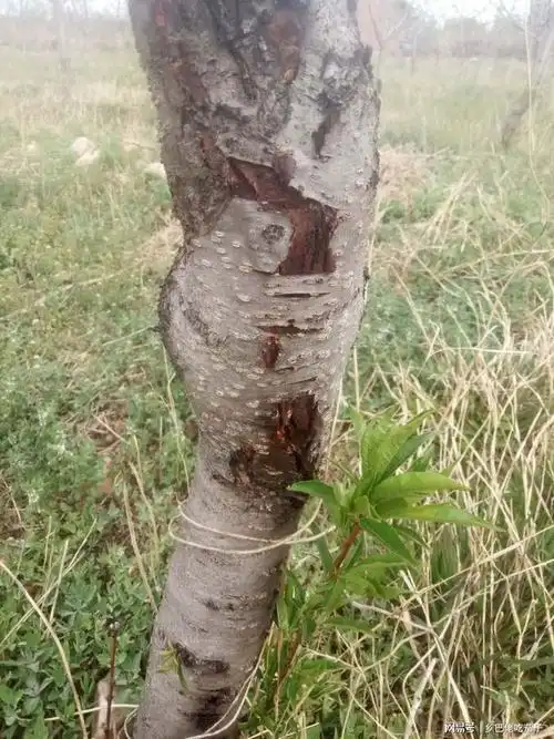 桃树腐烂病治疗有好办法三种药可见效让果园不再受危害