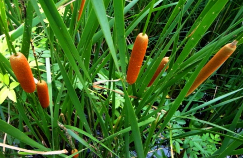 根据植物生长情况寻找水源 生长着香蒲,沙柳,马莲,金针(也称黄花),木
