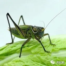 大玩家:"冬养秋虫"的才是爷的玩儿法