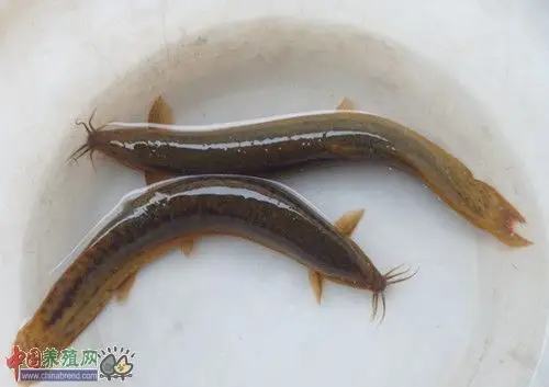 疯狂扩张后引来价格暴跌 赣榆泥鳅养殖大户亏损千万