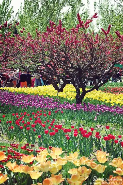 美在春天—百花争艳植物园
