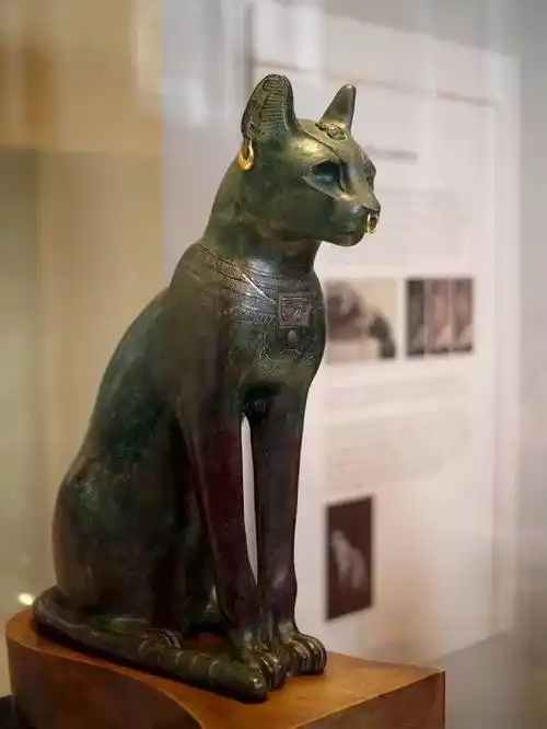 盖尔·安德森猫