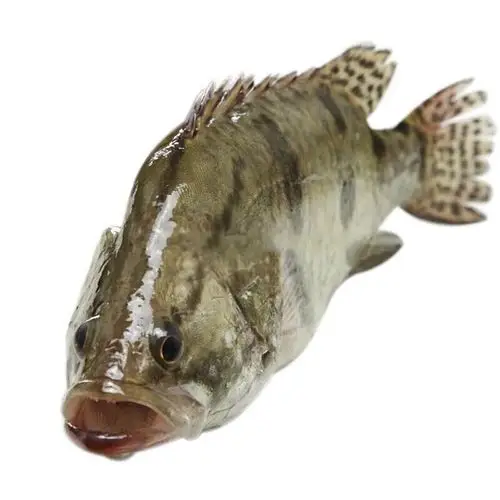 桂鱼 鳜鱼 鲜活现杀季花鱼 桂花鱼 鳌花鱼 渔民洪泽湖现抓发货 约1斤