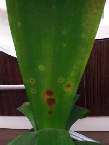 君子兰 突然出现了黄斑和纹路黑斑是什么原因? 急!