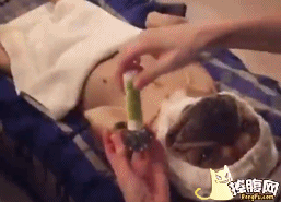 滋润舒服按摩狗狗gif动图_动态图_表情包下载_soogif