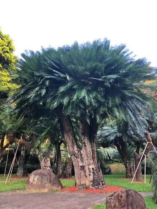 位于深圳仙湖植物园内的国家苏铁种质资源保护中心,有苏铁类植物共计3