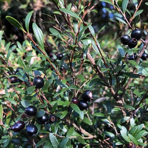 野生赤楠 小叶牛金子 鱼鳞木 山乌珠 桃金娘蒲桃庭院书房盆栽绿植【15