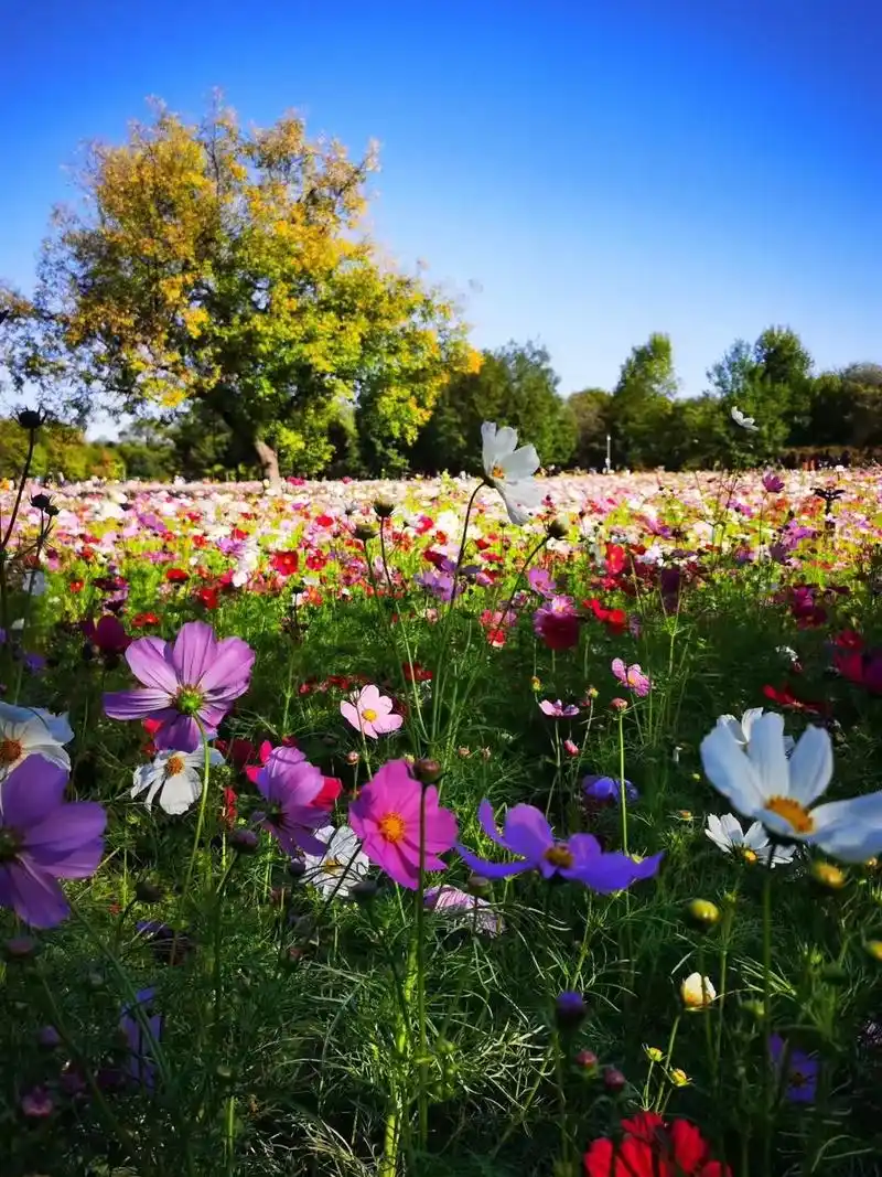 波斯菊别名秋英,格桑花 一年生草花 花期:5-10月 生长习 - 抖音
