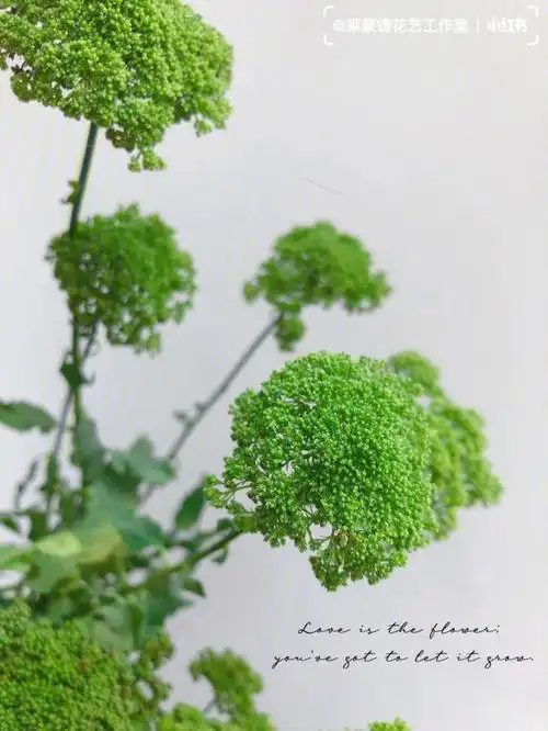 今天鲜花供应夕雾