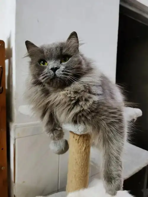 新手养猫必读2——各品类猫咪性格特点大盘点,选择适合自己的那只!