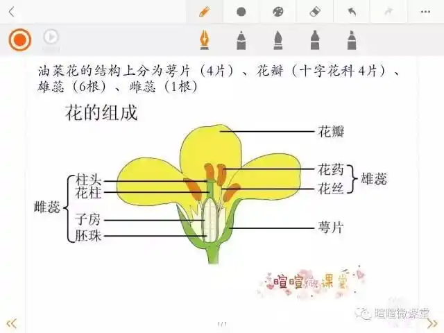 3)油菜花的结构
