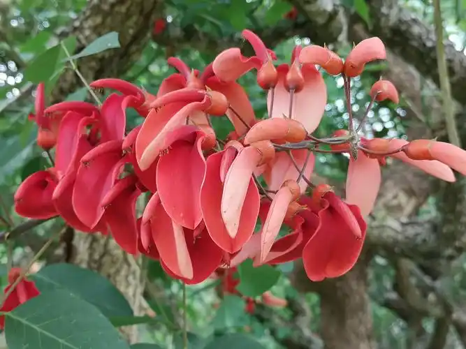 中国科学院西双版纳热带植物园的奇花异卉园.