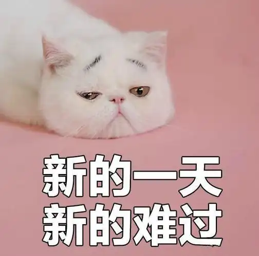 喵咪- 斗图表情包 - 爱斗图 - adoutu.com