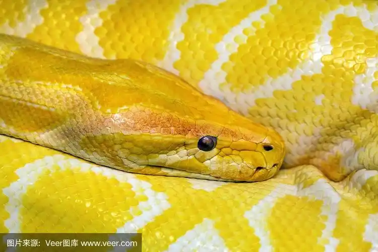 彩色的图案和头的黄金蟒蛇.